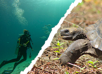 Diving and tourist packages.